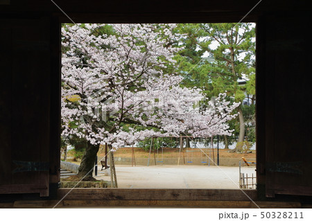 亀城公園(土浦城)の桜 亀城公園(土浦城)の桜 50328211