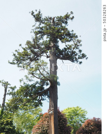 市原市新堀 八幡神社 一本杉 市原市新堀 八幡神社 一本杉 50328263