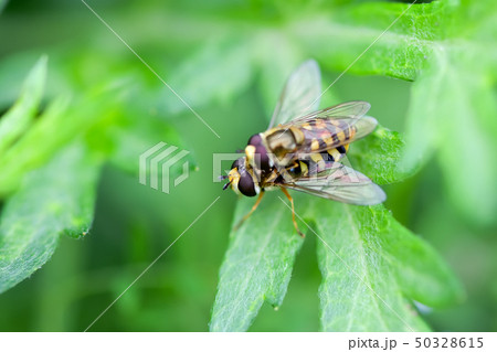 ナミホシヒラタアブ 50328615