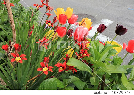 春の花壇の花 チューリップ スパラキシス 大阪府枚方市の写真素材