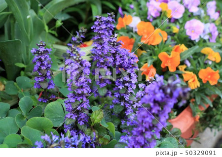 春の花壇の花:十二単:じゅうにひとえ:大阪府枚方市 春の花壇の花:十二単:じゅうにひとえ:大阪府枚方市 50329091