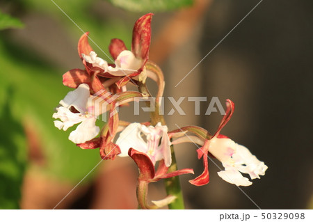 春の花壇の花：ナツエビネ:ラン科エビネ属  ：大阪府枚方市 50329098