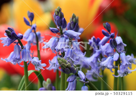 春の花壇の花:チューリップ:ツリガネズイセン :大阪府枚方市 春の花壇の花:チューリップ:ツリガネズイセン :大阪府枚方市 50329115