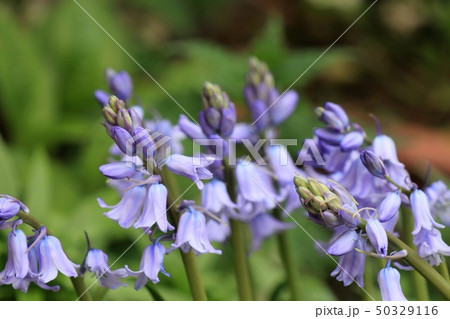 春の花壇の花:ツリガネズイセン :大阪府枚方市 春の花壇の花:ツリガネズイセン :大阪府枚方市 50329116