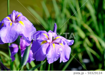 花菖蒲 花菖蒲 50329134