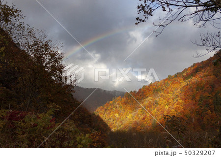 白川郷 光り輝く紅葉と虹 白川郷 光り輝く紅葉と虹 50329207