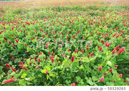 クリムソンクローバー 50329263