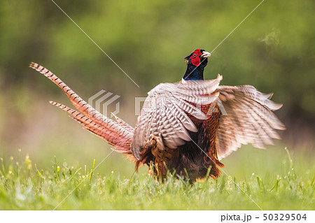 Common pheasant male calling during breeding season Common pheasant male calling during breeding season 50329504