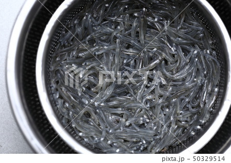 生しらす処理 50329514