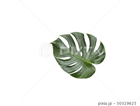 Monstera leaves On White background 50329625