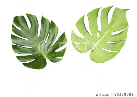 Monstera leaves On White background Monstera leaves On White background 50329683