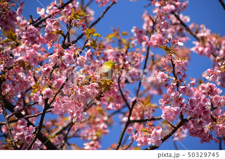 桜とメジロ 50329745