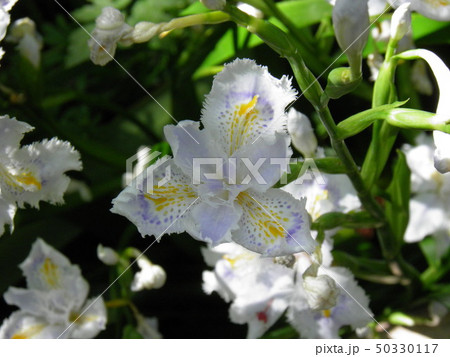 胡蝶花(コチョウカ),シャガ 胡蝶花(コチョウカ),シャガ 50330117
