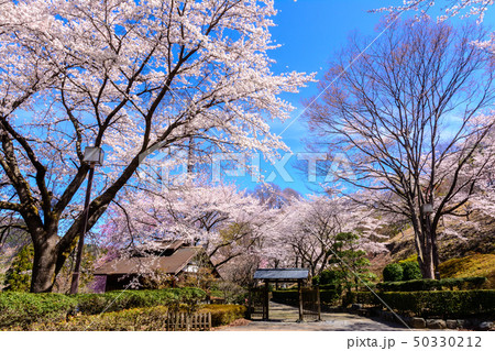 桜の名所100選・桜山公園(群馬県藤岡市) 50330212