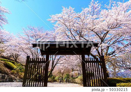 桜の名所100選・桜山公園(群馬県藤岡市) 50330215