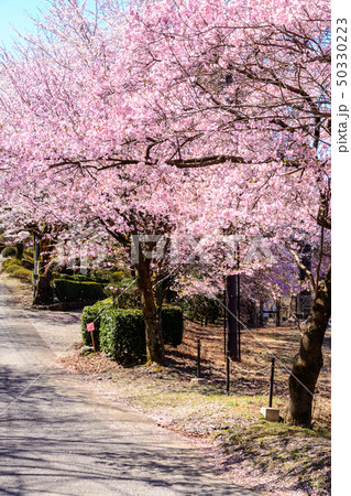 桜の名所100選・桜山公園(群馬県藤岡市) 50330223