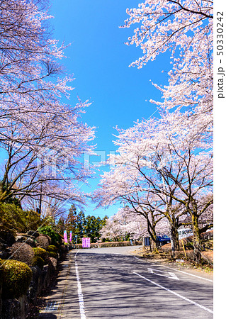 100 famous places of cherry blossoms-Sakurayama... - Stock Photo [50330242]  - PIXTA