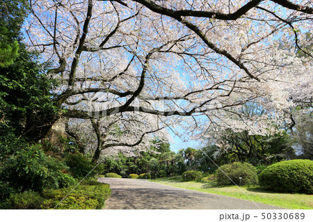 小石川植物園の桜。ソメイヨシノ(4月)東京都文京区 小石川植物園の桜。ソメイヨシノ(4月)東京都文京区 50330689