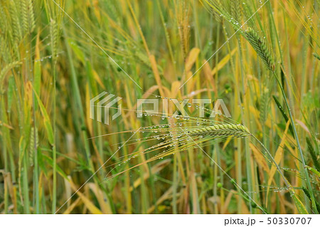 麦穂 50330707