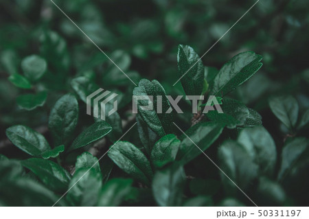 Green leaves pattern background. Flat lay. nature Green leaves pattern background. Flat lay. nature 50331197
