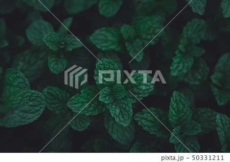 Green leaves pattern background. Green peppermint 50331211