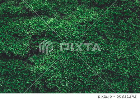 Green moss on old concrete wall. green moss nature Green moss on old concrete wall. green moss nature 50331242