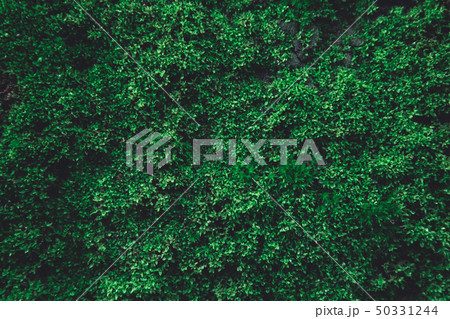 Green moss on old concrete wall. green moss nature Green moss on old concrete wall. green moss nature 50331244
