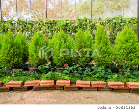 sabina chinensis in garden 50331362