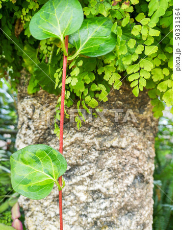 Variegated Plants ivy 50331364