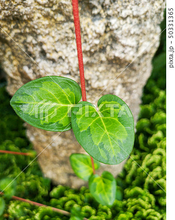 Variegated Plants ivy 50331365