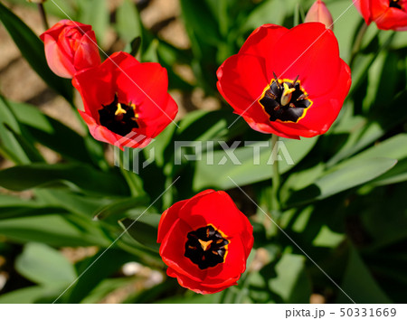 花 赤い花 春の花の写真素材