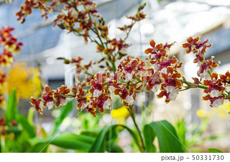 close up of beautiful dendrobium orchid species close up of beautiful dendrobium orchid species 50331730