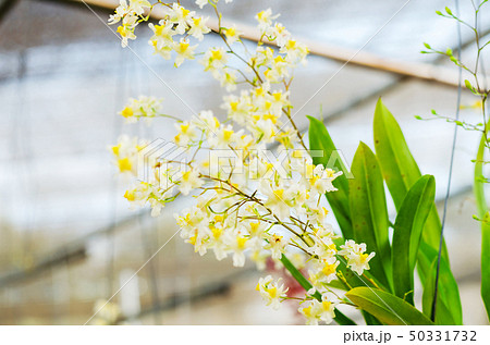 close up of beautiful dendrobium orchid species 50331732