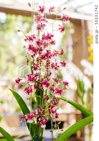 close up of beautiful dendrobium orchid species 50331742
