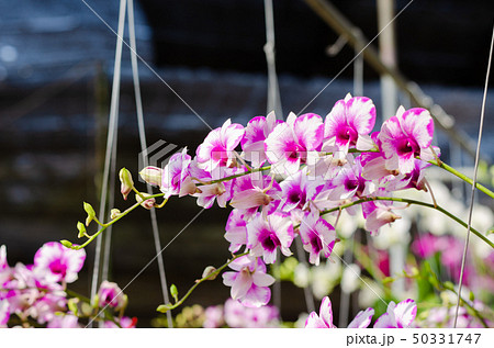 close up of beautiful dendrobium orchid species 50331747