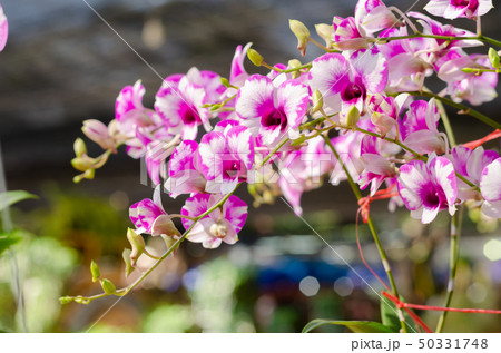 close up of beautiful dendrobium orchid species close up of beautiful dendrobium orchid species 50331748