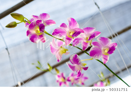 close up of beautiful dendrobium orchid species 50331751
