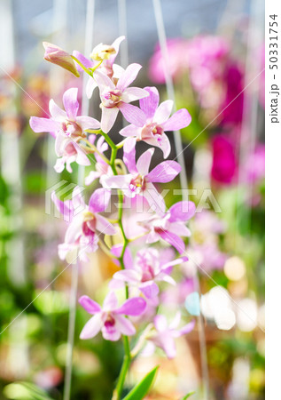 close up of beautiful dendrobium orchid species close up of beautiful dendrobium orchid species 50331754