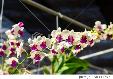 close up of beautiful dendrobium orchid species close up of beautiful dendrobium orchid species 50331757