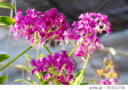 close up of beautiful dendrobium orchid species 50331758