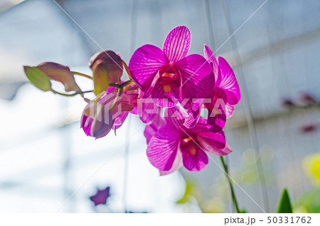 close up of beautiful dendrobium orchid species close up of beautiful dendrobium orchid species 50331762