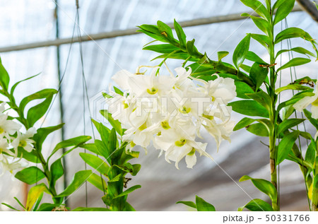 close up of beautiful dendrobium orchid species close up of beautiful dendrobium orchid species 50331766