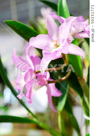 close up of beautiful dendrobium orchid species close up of beautiful dendrobium orchid species 50331771