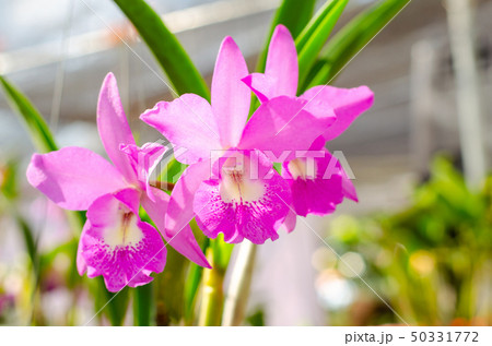 beautiful of cattleya hybrids orchid in the garden 50331772