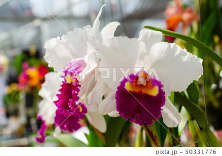 beautiful of cattleya hybrids orchid in the garden 50331776
