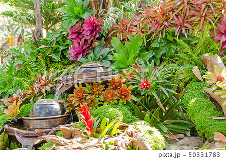 beautiful of colorful Bromeliad garden design beautiful of colorful Bromeliad garden design 50331783