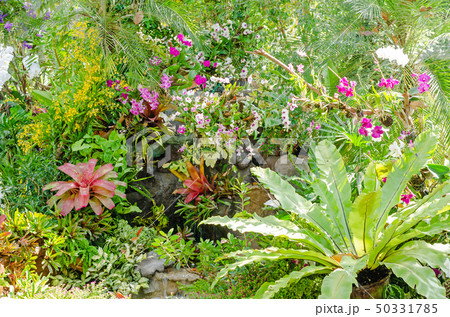 beautiful of colorful Bromeliad garden design beautiful of colorful Bromeliad garden design 50331785