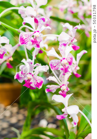 close up of beautiful dendrobium orchid species close up of beautiful dendrobium orchid species 50331798