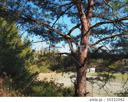 松の木　マツ　アカマツ 50332062