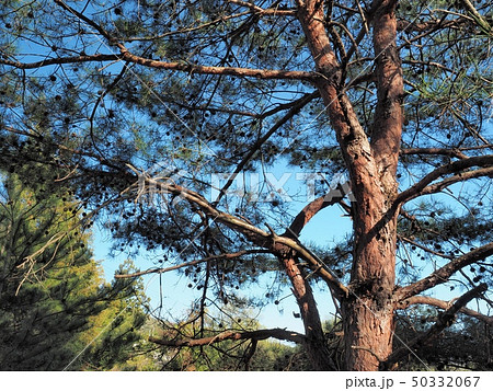 松の木　マツ　アカマツ 50332067